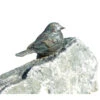 Rottenecker Bronzefigur Vogel Auf Findling